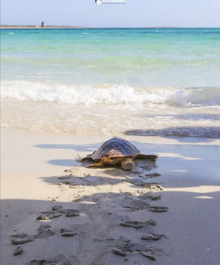 Im Golf von Asinara legen Meeresschildkröten ihre Eier ab